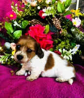 Cactus , a female Miniature Dachshund for sale in Ardmore, OK – Photo 3 of 9