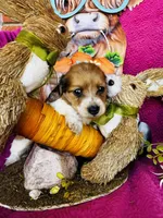 Cactus , a female Miniature Dachshund for sale in Ardmore, OK – Photo 8 of 9