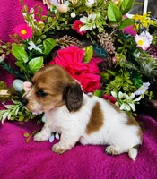 Cactus , a female Miniature Dachshund for sale in Ardmore, OK – Photo 2 of 9