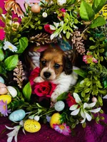 Cactus , a female Miniature Dachshund for sale in Ardmore, OK – Photo 9 of 9