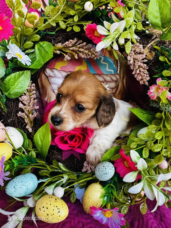 Cactus  – Miniature Dachshund puppy for sale in Ardmore, OK