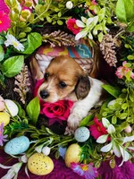 Cactus , a female Miniature Dachshund for sale in Ardmore, OK – Photo 1 of 9