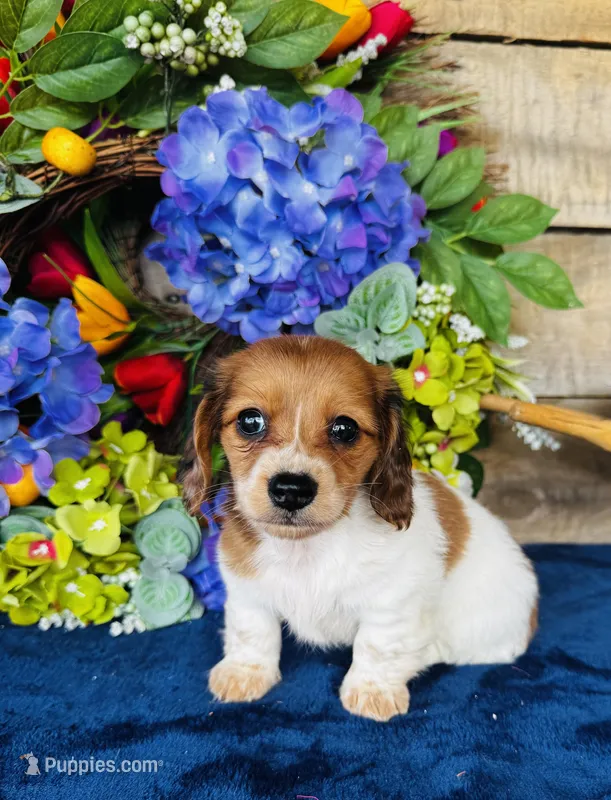 Cactus  – Miniature Dachshund puppy for sale in Ardmore, OK
