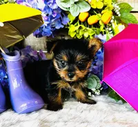 Miami, a female Yorkshire Terrier for sale in Ardmore, OK – 6 of 10