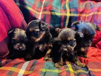Girls Girls Girls Girls, a female Yorkshire Terrier for sale in Ardmore, OK – Photo 8 of 10