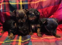 Girls Girls Girls Girls, a female Yorkshire Terrier for sale in Ardmore, OK – Photo 6 of 10