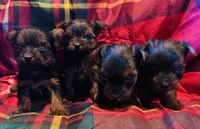 Girls Girls Girls Girls, a female Yorkshire Terrier for sale in Ardmore, OK – Photo 1 of 10