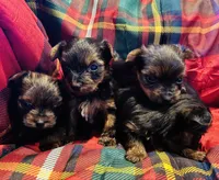 Girls Girls Girls Girls, a female Yorkshire Terrier for sale in Ardmore, OK – Photo 4 of 10