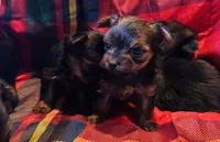 Girls Girls Girls Girls, a female Yorkshire Terrier for sale in Ardmore, OK – Photo 2 of 10