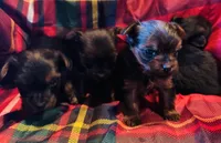Girls Girls Girls Girls, a female Yorkshire Terrier for sale in Ardmore, OK – Photo 9 of 10