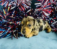 Harley, a male Miniature Dachshund for sale in Ardmore, OK – 1 of 10
