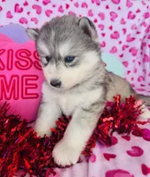 processed/3f5d368d-a225-48b2-9bac-dc5bdb091ceb/listing/2e8103c4-9475-44ed-a1d8-e1c6c0fb11bf/34c63712-05f5-40db-91fc-fcea4719fdce