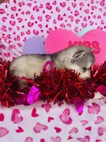 processed/3f5d368d-a225-48b2-9bac-dc5bdb091ceb/listing/2e8103c4-9475-44ed-a1d8-e1c6c0fb11bf/e670ee43-0bea-43c2-a495-3b2af24c8679