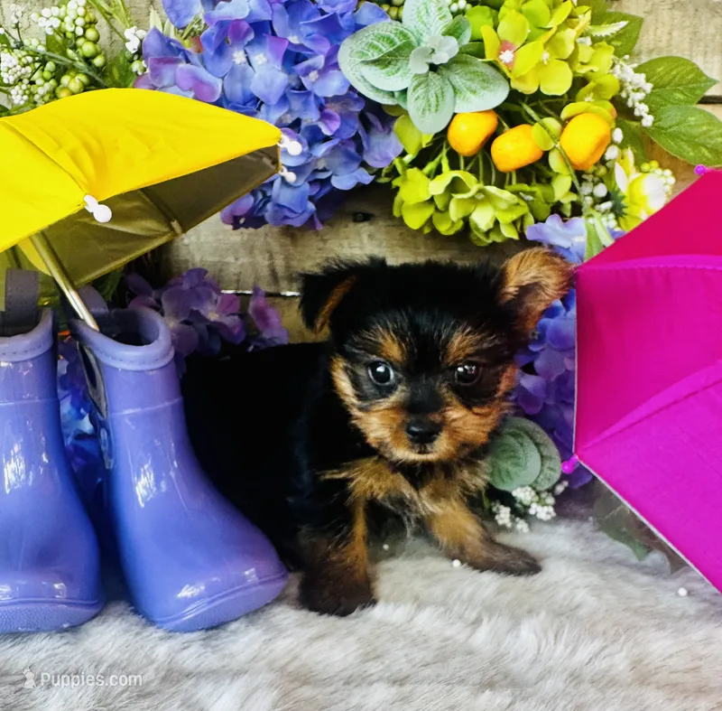 Miami – Yorkshire Terrier puppy for sale in Ardmore, OK