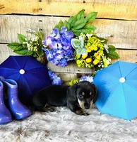 Ninja , a female Miniature Dachshund for sale in Ardmore, OK – 8 of 10