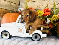 Boston (Longhair), a male Miniature Dachshund for sale in Ardmore, OK – 8 of 10