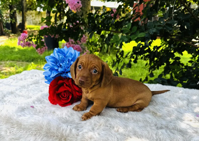 Maxx – Miniature Dachshund puppy for sale in Ardmore, OK