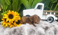 Marilyn Monroe, a female Miniature Dachshund for sale in Ardmore, OK – 4 of 8
