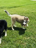 Turbo, a male Siberian Husky for sale in Ardmore, OK – 2 of 10