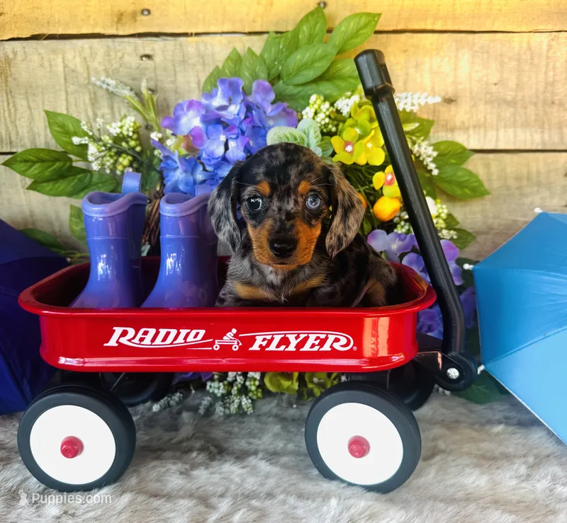 Rooster – Miniature Dachshund puppy for sale in Ardmore, OK