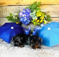 Rooster, a male Miniature Dachshund for sale in Ardmore, OK – 2 of 10