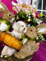 Lemon Drop, a female Miniature Dachshund for sale in Ardmore, OK – Photo 8 of 10