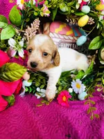 Lemon Drop, a female Miniature Dachshund for sale in Ardmore, OK – Photo 5 of 10