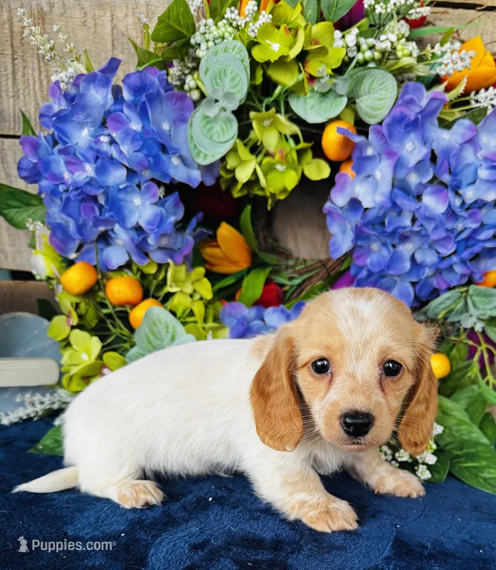 Lemon Drop – Miniature Dachshund puppy for sale in Ardmore, OK