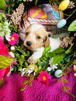 Lemon Drop, a female Miniature Dachshund for sale in Ardmore, OK – Photo 2 of 10