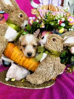 Lemon Drop, a female Miniature Dachshund for sale in Ardmore, OK – Photo 9 of 10