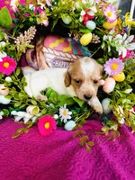 Lemon Drop, a female Miniature Dachshund for sale in Ardmore, OK – Photo 7 of 10