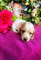 Lemon Drop, a female Miniature Dachshund for sale in Ardmore, OK – Photo 1 of 10