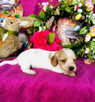 Lemon Drop, a female Miniature Dachshund for sale in Ardmore, OK – Photo 3 of 10