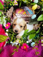 Lemon Drop, a female Miniature Dachshund for sale in Ardmore, OK – Photo 4 of 10