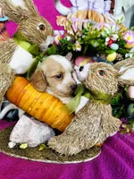 Lemon Drop, a female Miniature Dachshund for sale in Ardmore, OK – Photo 10 of 10