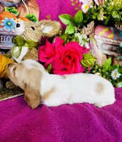 Lemon Drop, a female Miniature Dachshund for sale in Ardmore, OK – Photo 6 of 10