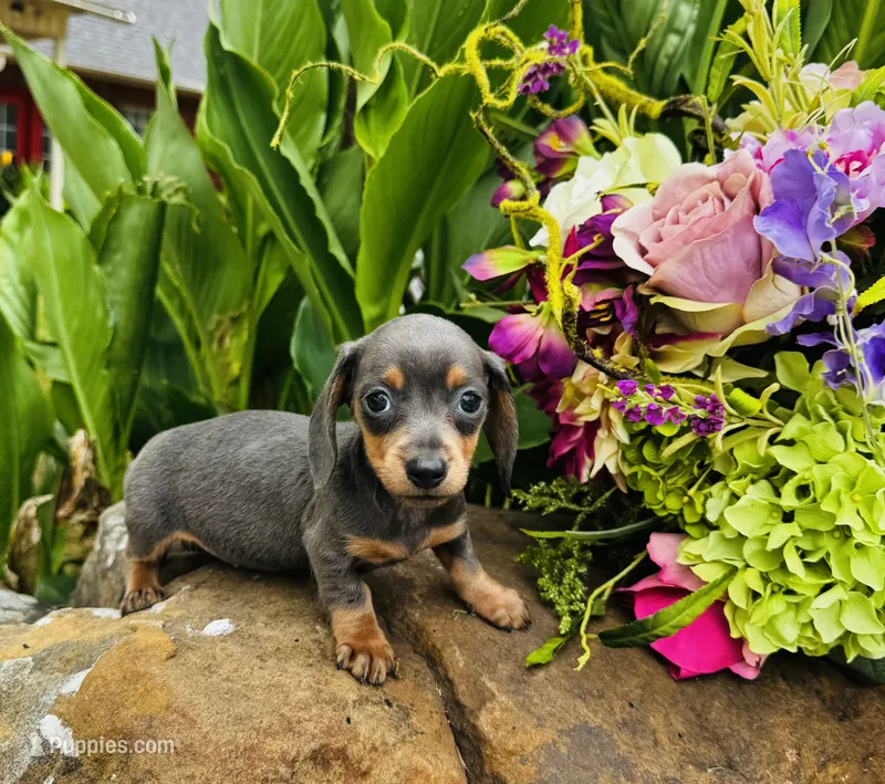Jackie – Miniature Dachshund puppy for sale in Ardmore, OK