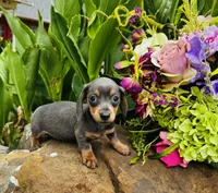 Jackie, a female Miniature Dachshund for sale in Ardmore, OK – 1 of 10