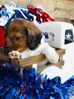 Bourbon (Longhair) , a male Miniature Dachshund for sale in Ardmore, OK – 6 of 10