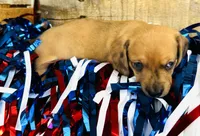 Jack Daniels , a male Miniature Dachshund for sale in Ardmore, OK – 4 of 8
