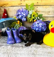 Lance , a male Yorkshire Terrier for sale in Ardmore, OK – 8 of 10