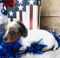 Johnnie Walker (Longhair), a male Miniature Dachshund for sale in Ardmore, OK – 7 of 10