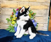 Hershey, a male Siberian Husky for sale in Ardmore, OK – Photo 6 of 10