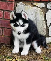 Hershey, a male Siberian Husky for sale in Ardmore, OK – Photo 2 of 10