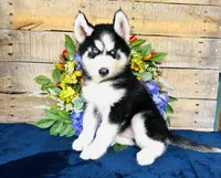 Hershey, a male Siberian Husky for sale in Ardmore, OK – Photo 8 of 10