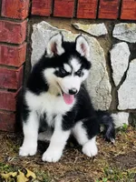 Hershey, a male Siberian Husky for sale in Ardmore, OK – Photo 4 of 10