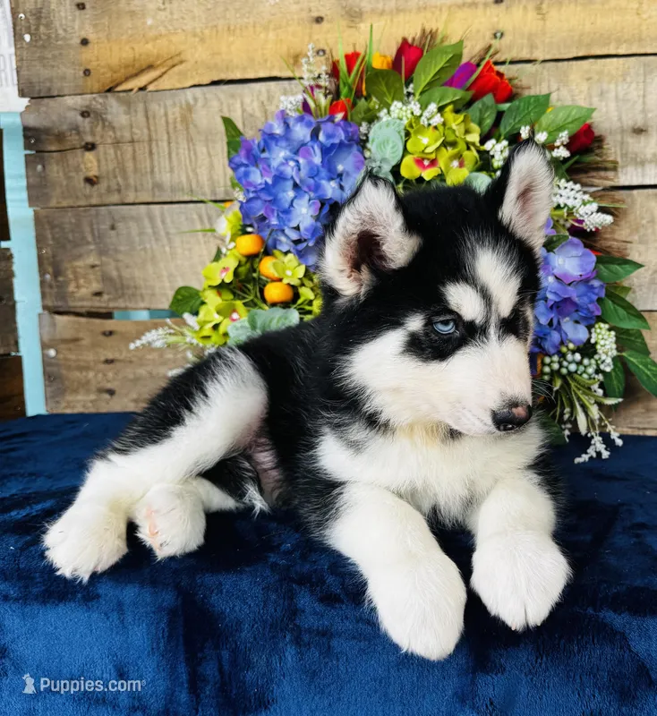 Hershey – Siberian Husky puppy for sale in Ardmore, OK