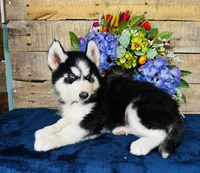 Hershey, a male Siberian Husky for sale in Ardmore, OK – Photo 10 of 10