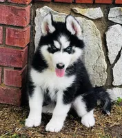 Hershey, a male Siberian Husky for sale in Ardmore, OK – Photo 3 of 10