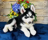 Hershey, a male Siberian Husky for sale in Ardmore, OK – Photo 7 of 10